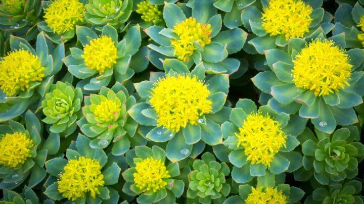 Rhodiola rosea es un nootrópico que puede disminuir tu estrés