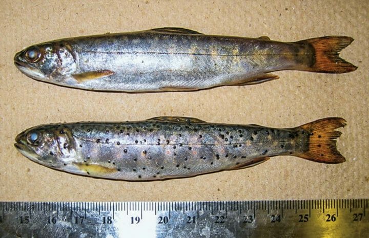 Enfermedades que puedes contraer al ingerir pescado