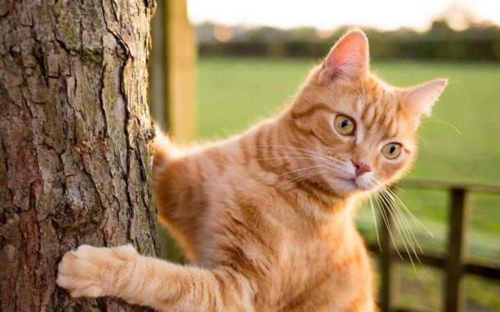 Parásito de los gatos relacionado con el emprendimiento