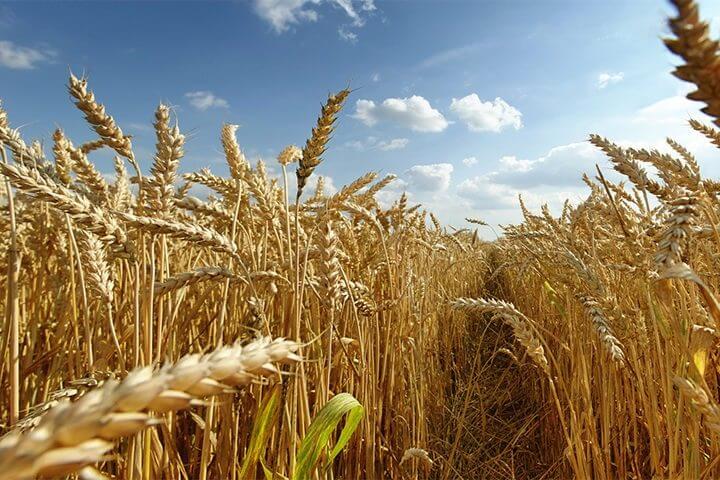 Peligros del CO2 para la humanidad