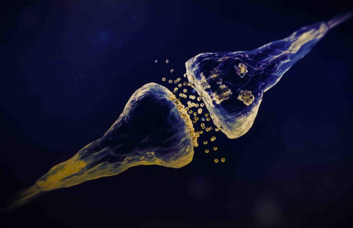 Conexión entre el estómago y cerebro