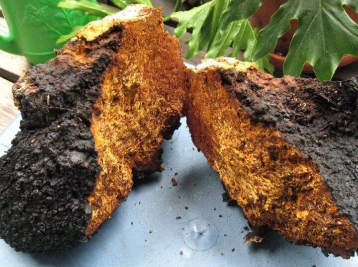 Las setas Chaga pueden bajar el colesterol