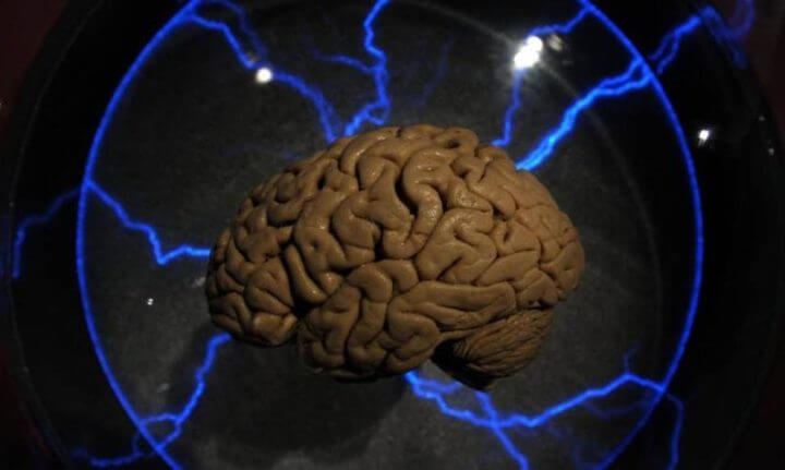 Estudio sobre el aprendizaje del cerebro