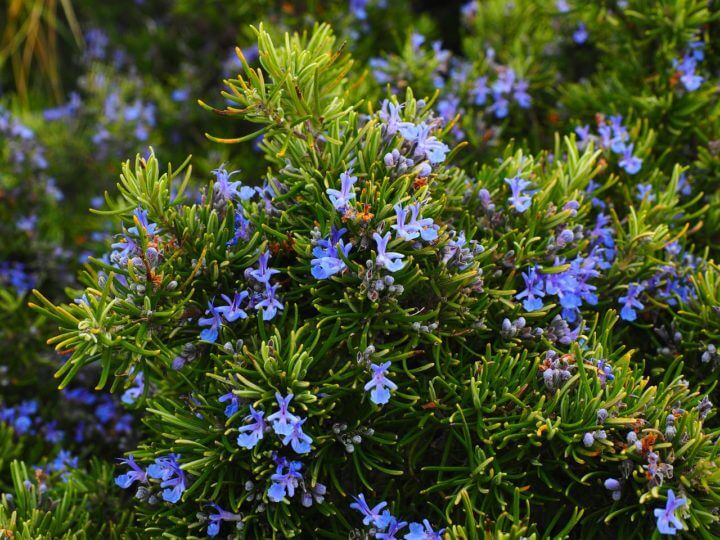 10 beneficios del aceite de romero