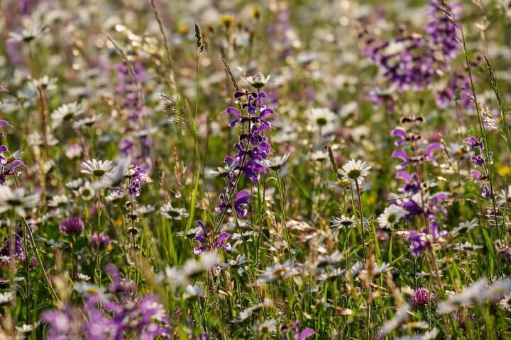 La salvia es una gran fuente de antioxidantes