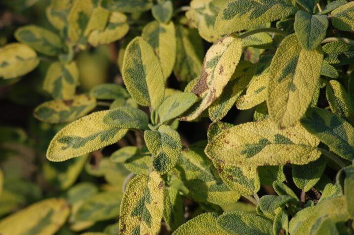 La salvia es fuente de vitamina K