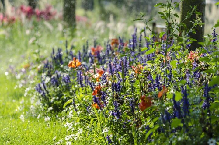 La salvia impulsa la memoria y la salud cerebral