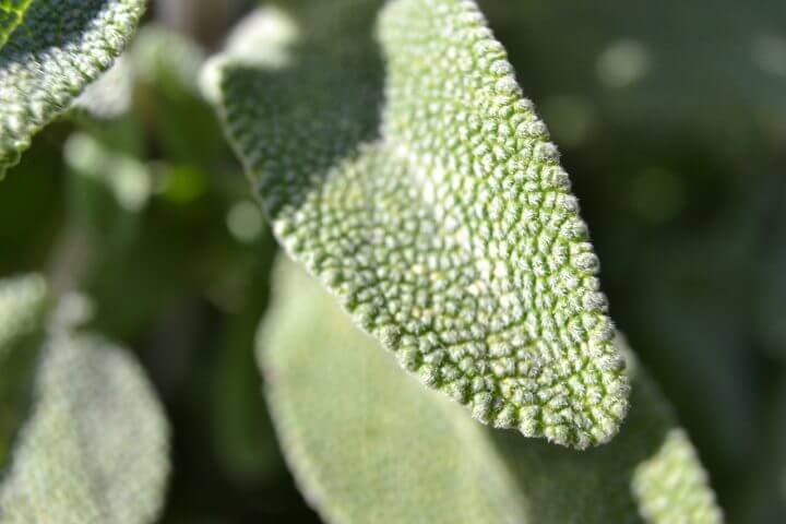 La salvia disminuye los niveles de glucosa