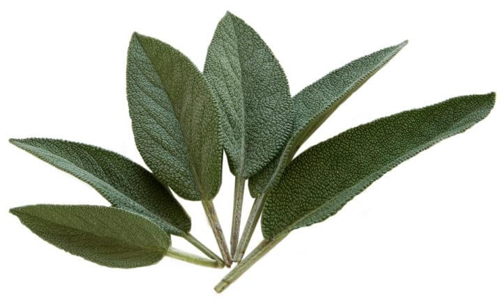 La salvia tiene propiedades antimicrobianas