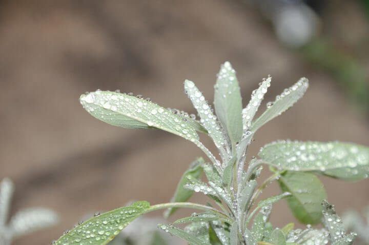 La salvia reduce los padecimientos de la menopausia
