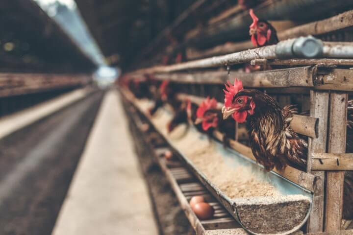 Peligros de los huevos de gallinas criadas en jaula