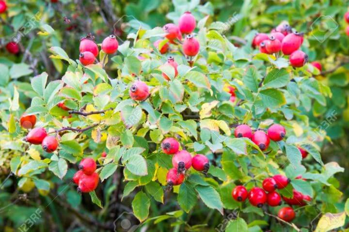 Beneficios que aporta el té de rosa mosqueta