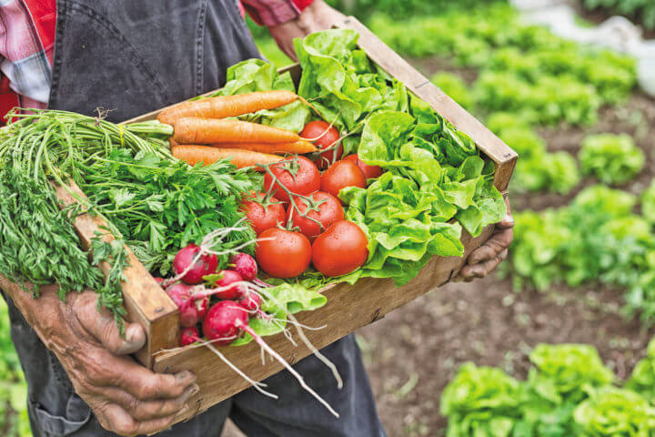 Papel de la dieta cetogénica en los trastornos digestivos