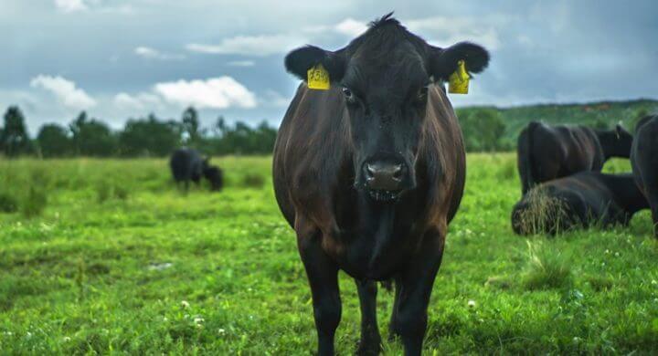 Sufrimiento animal tras el consumo de carne