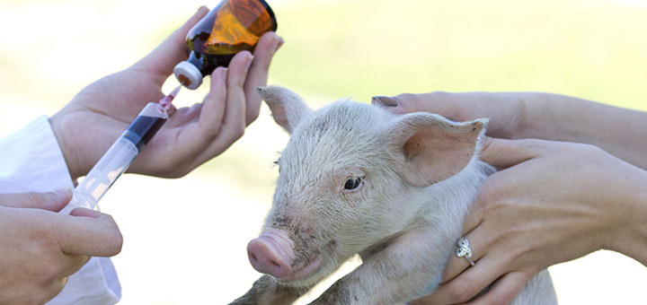 ¿Se utilizan antibióticos en animales?