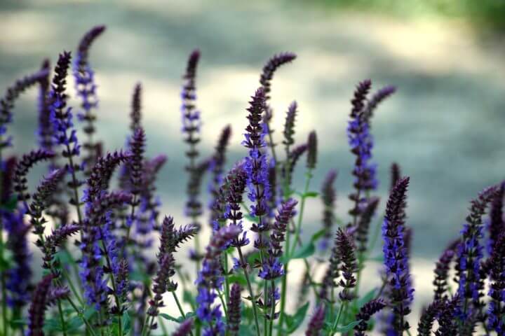 7 beneficios potenciales del té de salvia