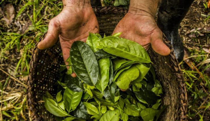 Los beneficios de la infusión de guayusa