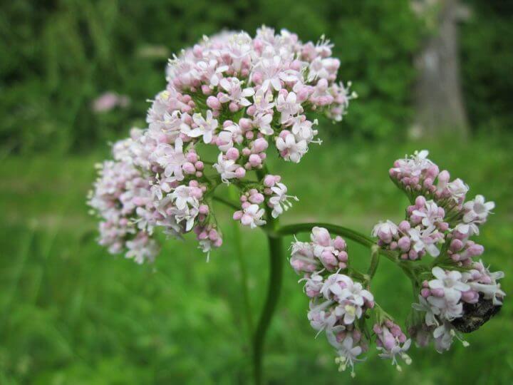 4 posibles efectos secundarios de la raíz de valeriana