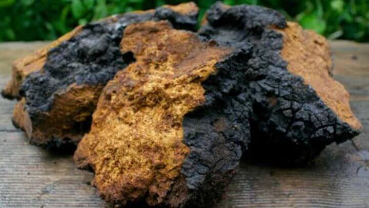El hongo Chaga impulsa el sistema inmunológico