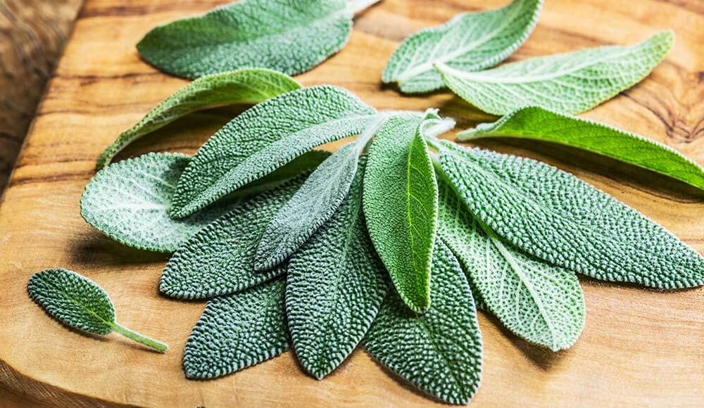 Hojas de salvia