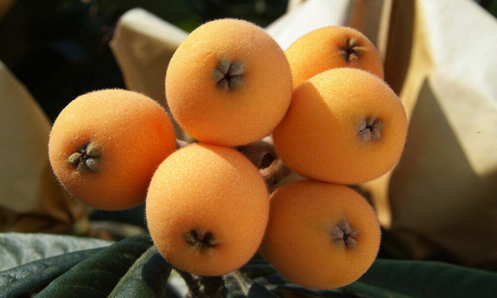 Beneficios que aporta el níspero para la salud de corazón