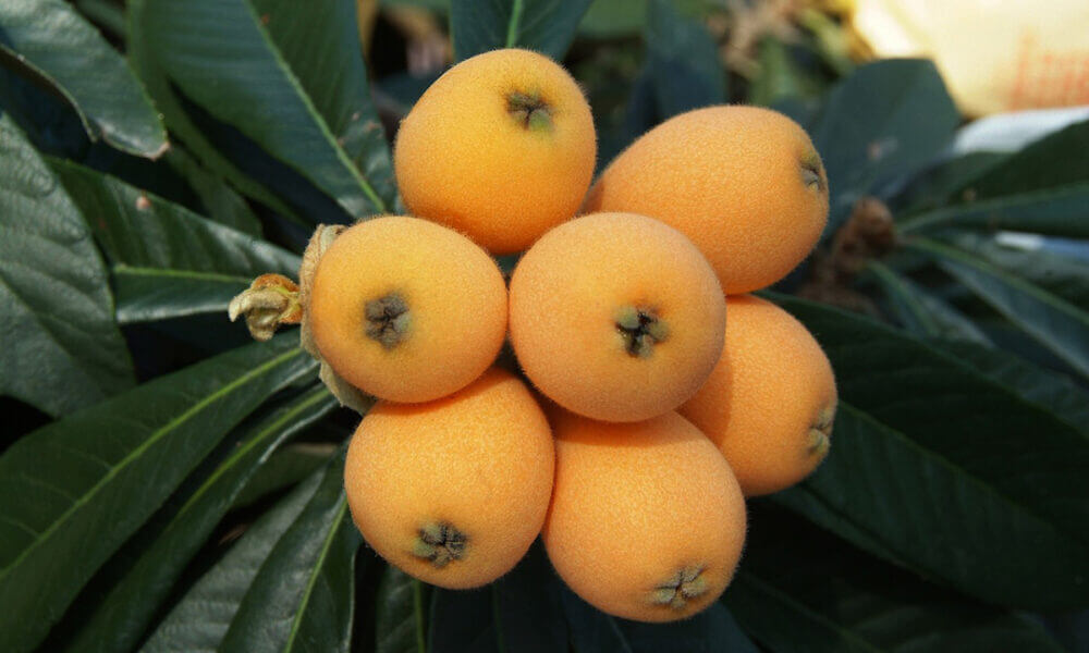 Ventajas de consumir nísperos para mejorar la salud visual