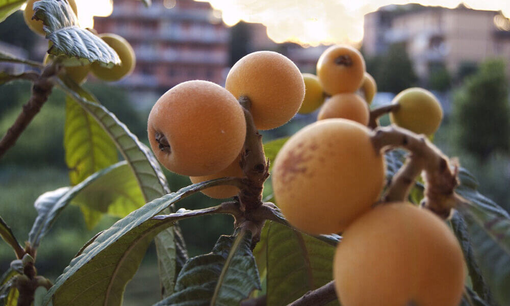 Consumir nísperos puede ayudarte a fortalecer tu sistema inmunitario