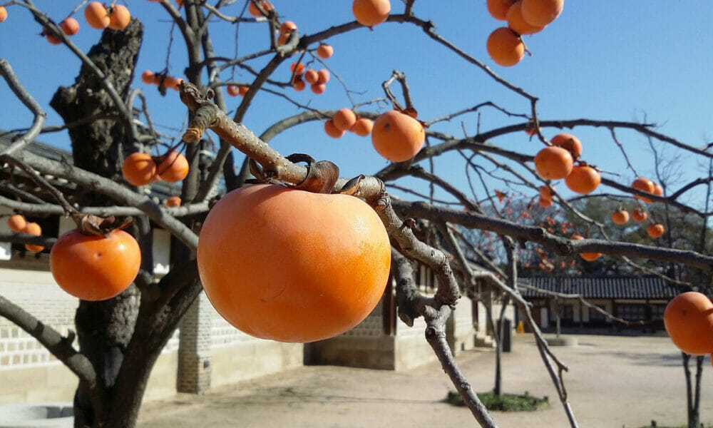 Propiedades medicinales de los caquis
