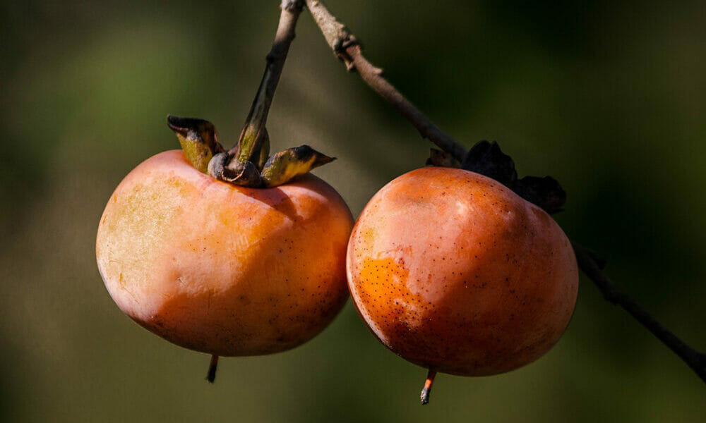 Principales propiedades de los caquis que ayudan a prevenir el cáncer