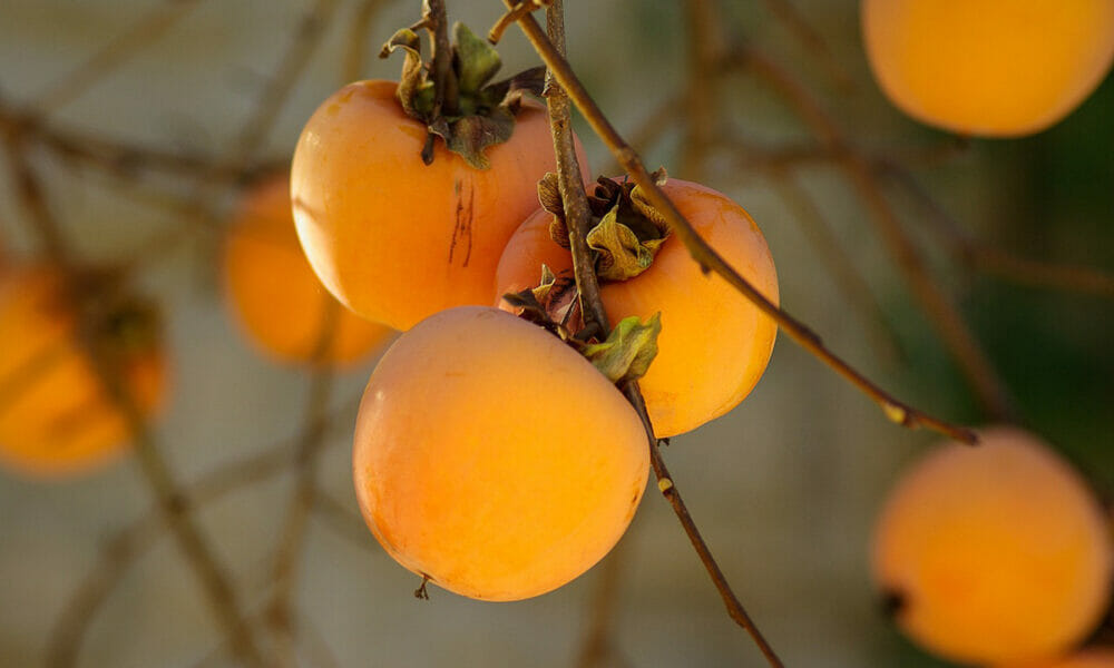 Beneficios que aporta el caqui que ayudan a mejorar el sistema circulatorio