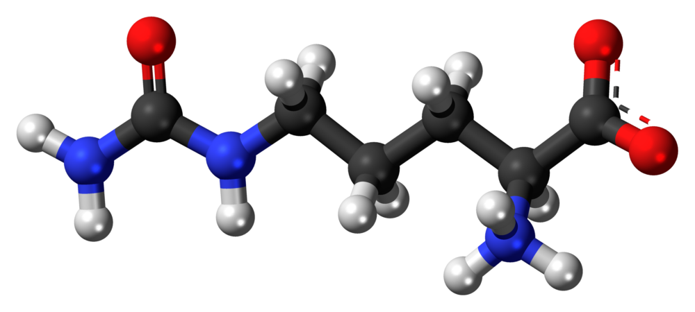 Citrulina