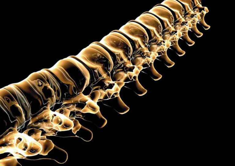 la columna vertebral