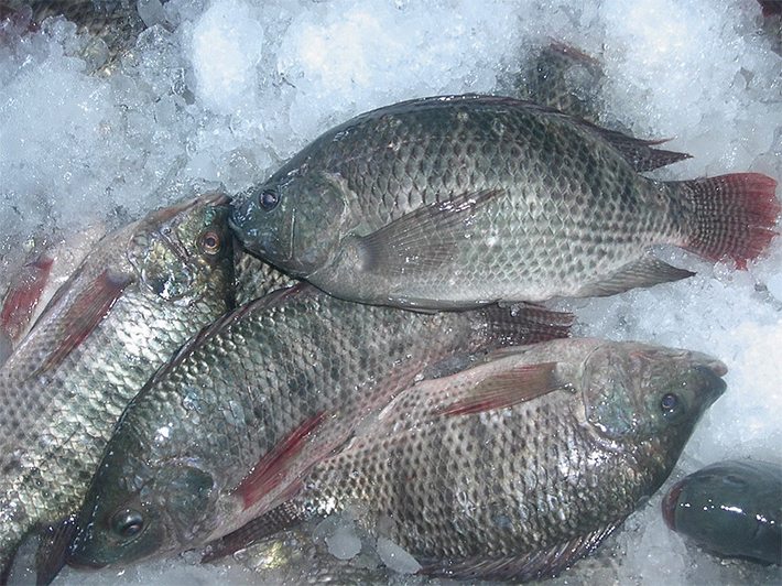 Tilapia