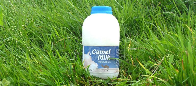 Beneficios de la leche de camella
