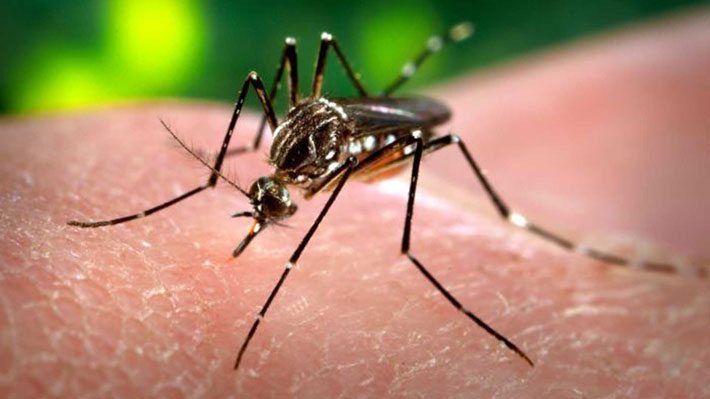 virus zika