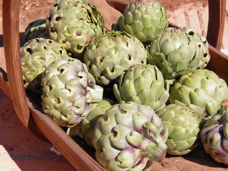 La alcachofa contiene inulina