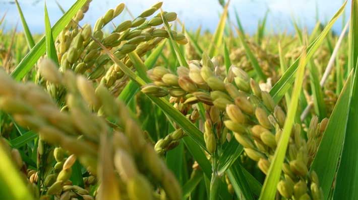 efectos del calentamiento global sobre nuestra comida