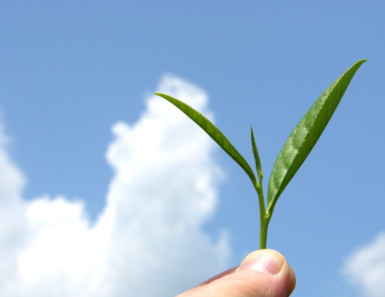 Alimentación con beneficios para el medio ambiente