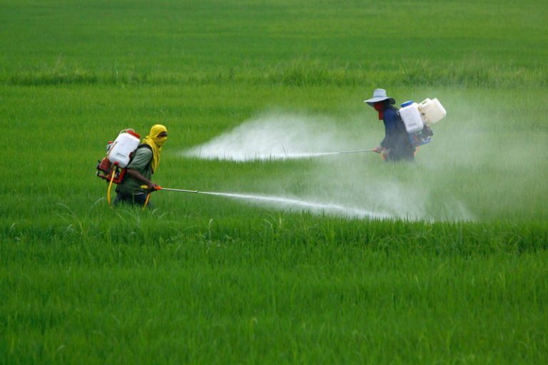 Frutas y verduras con más cantidad de pesticidas