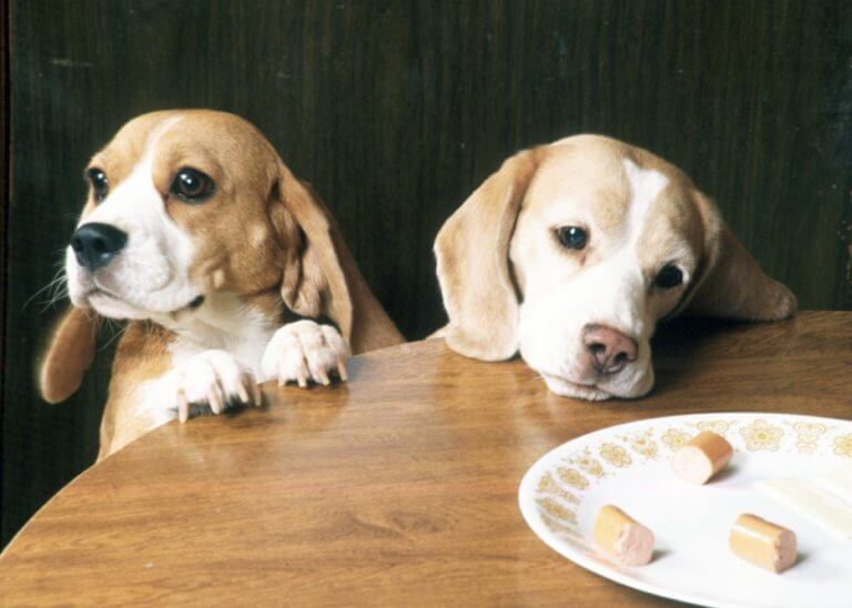 Los alimentos que no deben comer los perros