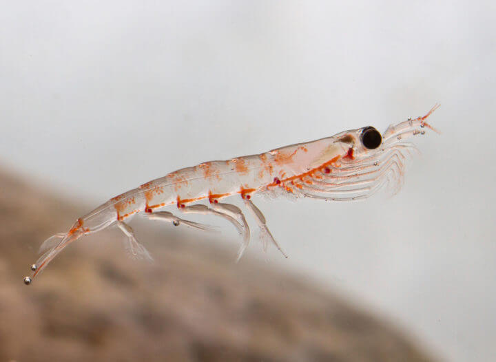 El aceite de krill es un ácido graso muy beneficioso