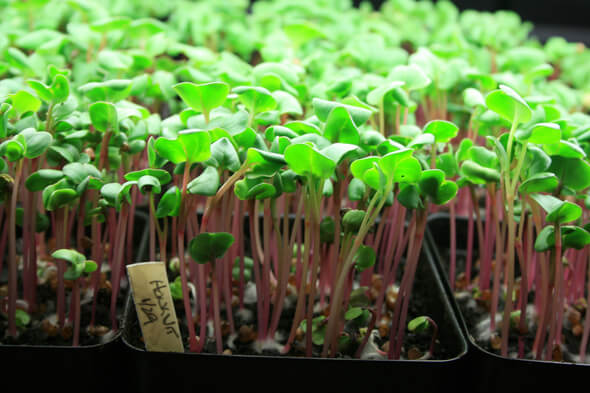 ¿Cómo se pueden cultivar los microvegetales?