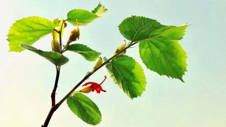 Beneficios para la salud de la gymnema sylvestre