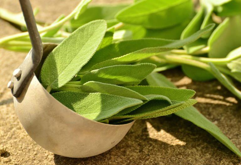 Beneficios y usos de la salvia