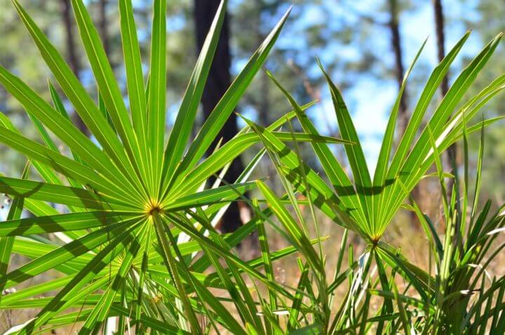 Beneficios del saw palmetto