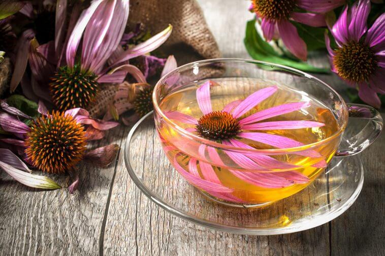 Los efectos de la echinacea en el resfriado común