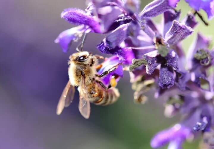 7 beneficios emergentes del té de salvia