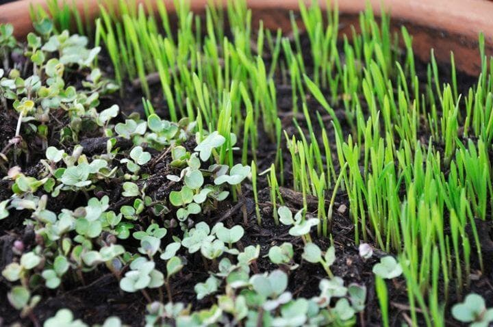 5 alimentos microgreen para cultivar en casa y 5 recetas para aprovecharlos