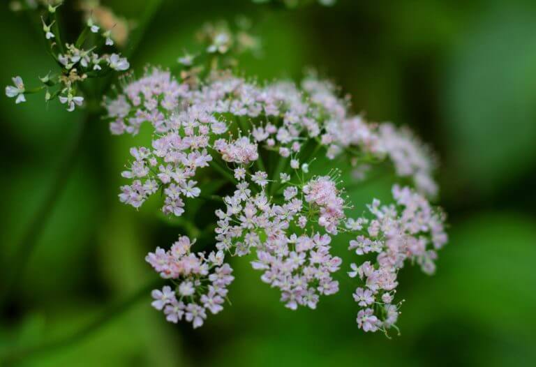 4 potenciales efectos secundarios de la raíz de valeriana