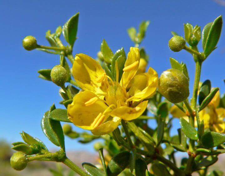 ¿Cuáles son los beneficios que se le atribuyen al chaparral?